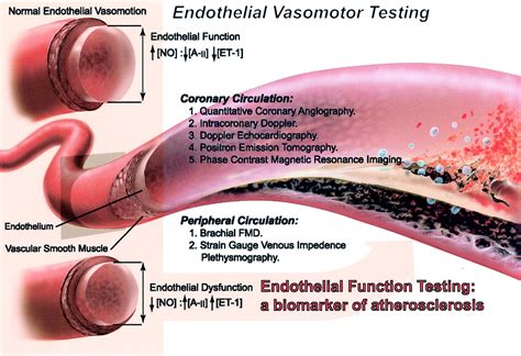 Endothelial Function Testing as a Biomarker of Vascular Disease | Circulation