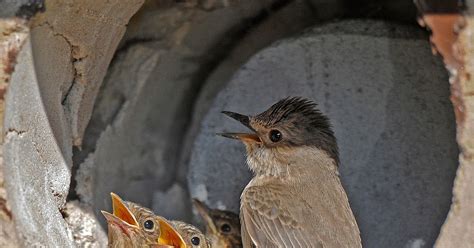 Jon Evans Birding: Spotted Flycatcher Nest Box Project