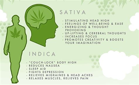 Sativa and Indica Marijuana Strain Effects