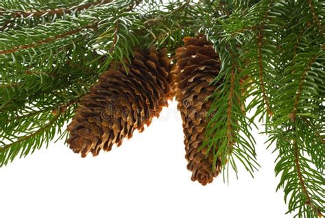 Fir tree with cones stock photo. Image of color, december - 16554654