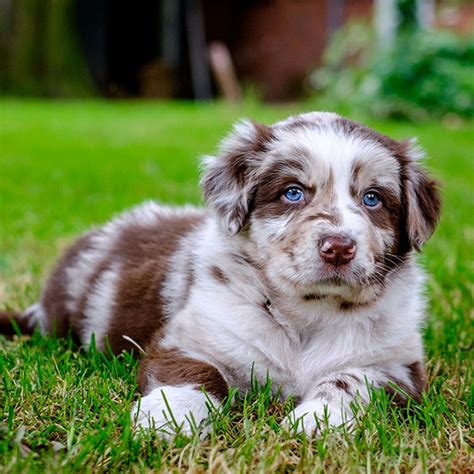 #1 | Australian Shepherd Puppies For Sale In Sacramento CA