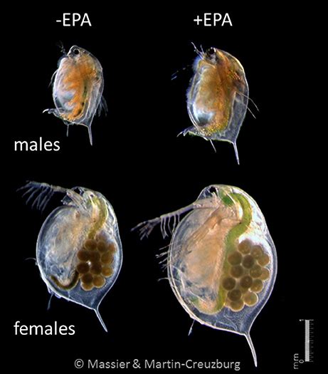 Daphnia Magna Size