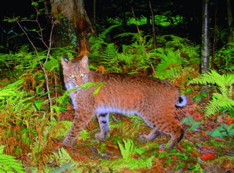 Smithsonian Insider – Appalachian Trail survey aims hidden cameras at ...