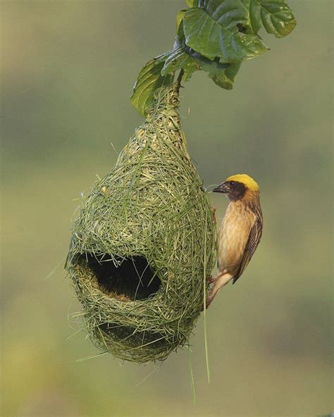 Images Of Different Birds And Their Nest