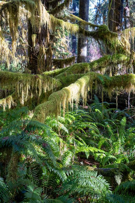 Visiting the Hoh Rainforest in Winter: Everything You Need to Know