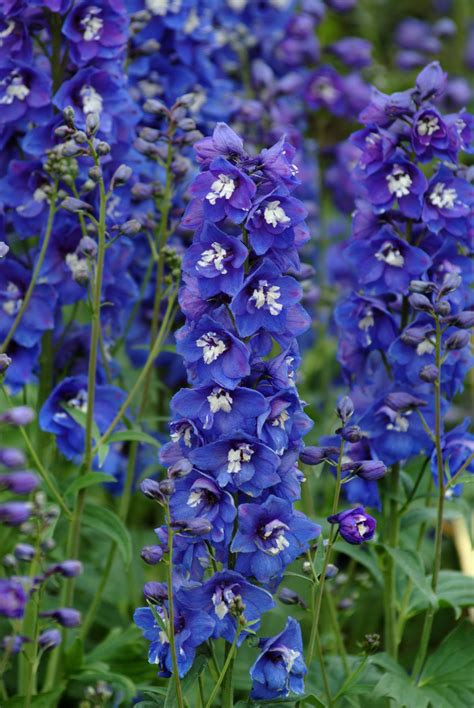 Delphinium 'Desante Blue' | Delphinium flowers, Larkspur plant, Delphinium