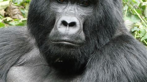 Mountain gorilla facts and photos | Flipboard