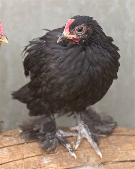 Cochin Chicken Breed - What You Need To Know