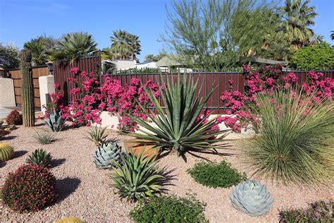 No Watering The Garden With These 7 Drought Tolerant Plants - Every Day ...