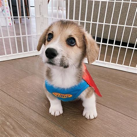 Hera Thecorgi on Instagram: “Got my cape ready! Now, who needs saving ...