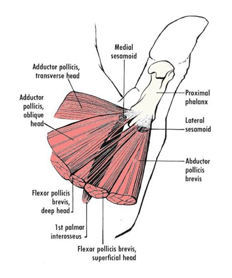 Thumb Muscle Anatomy - Anatomy Book