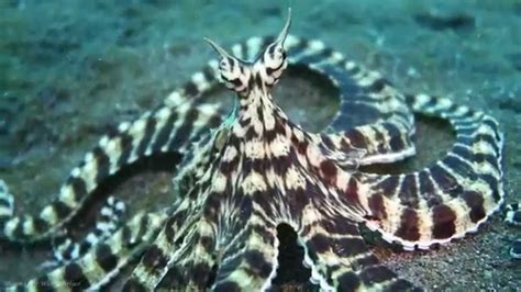 Live Footage Of Mimic Octopus [HD] - YouTube