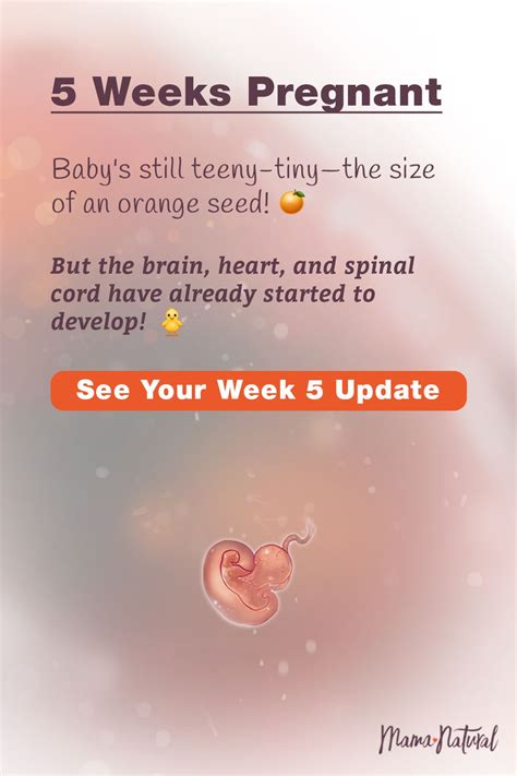 See what's up with baby, mama, and more when you're 5 weeks pregnant. The ultimate week by week ...