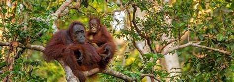 12 ethical places in Southeast Asia to see wildlife - Julie Around The ...