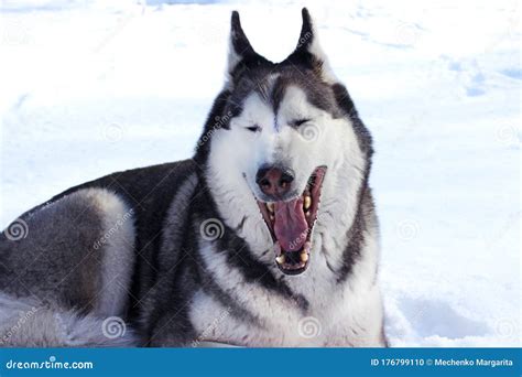 Husky Siberian Dog Happily Laughing and Smiling on Snow Background Stock Photo - Image of close ...