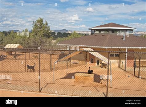 Utah Kanab Best Friends Animal Sanctuary kennel resident dogs Stock ...