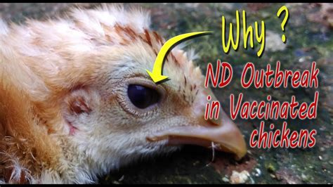 Newcastle Disease Outbreak, signs & symptoms of vvND, ND Virus ...