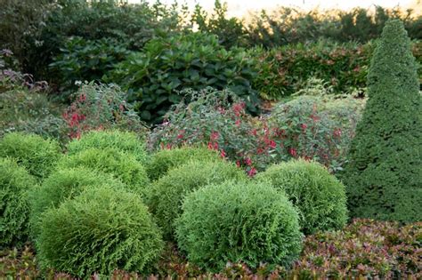 Little Giant Dwarf Arborvitae - Monrovia - Little Giant Dwarf ...