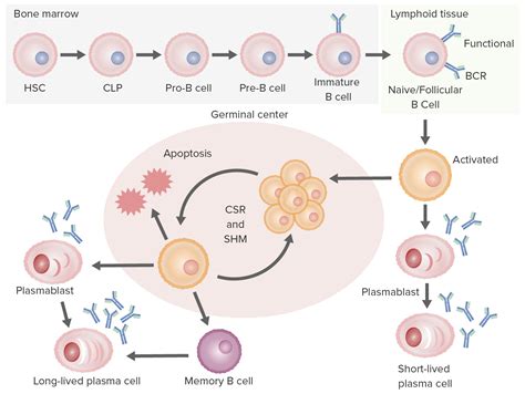 B cells: Types and Functions | Concise Medical Knowledge