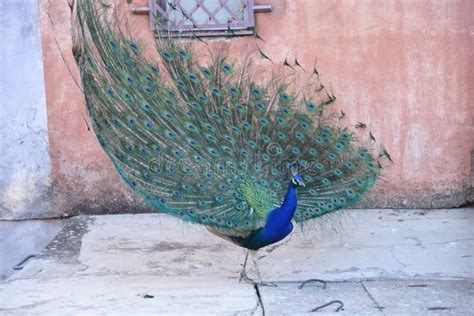 Beautiful Peacock in Its Natural Habitat Stock Image - Image of colors, park: 234502177