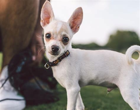 How to Keep Your Chihuahua's Skin and Coat Healthy - The Farmer's Dog