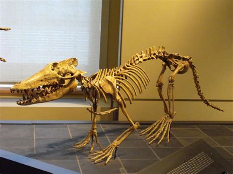 Pakicetus Facts and Figures