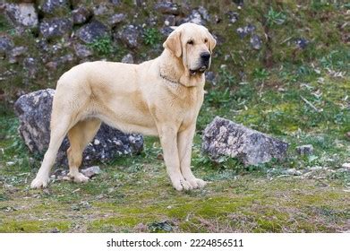 Spanish Mastiff Royalty-Free Images, Stock Photos & Pictures | Shutterstock