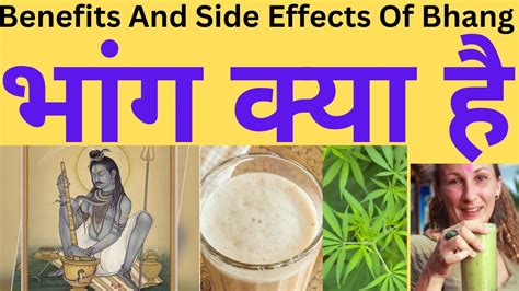 Benefits And Side Effects Of Bhang भांग खाने के फायदे और नुकसान ...