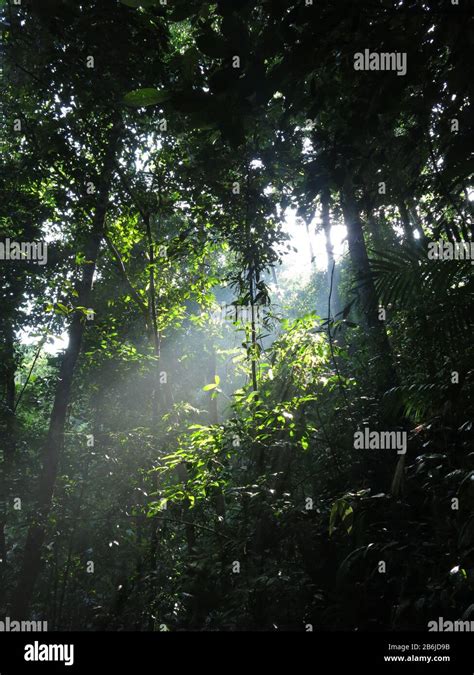 Rainforest leaves sarawak malaysia hi-res stock photography and images ...