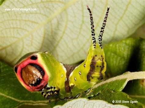 The Puss moth and caterpillar ( Cerura vinula) | Wildlife Insight