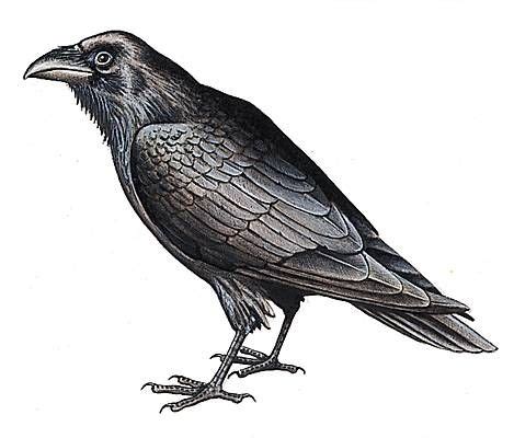 Encyclopédie Larousse en ligne - corbeau ancien français corp du latin corvus | Corbeau dessin ...