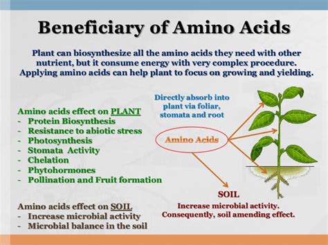 Easy Guide To Make Amino Acids and Knowing Benefits For Plants ~ Independent Agriculture