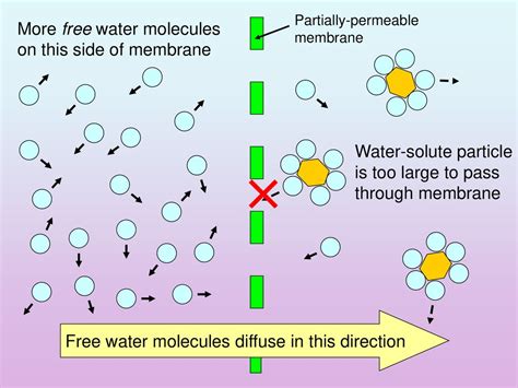 Diffusion and Osmosis. - ppt download