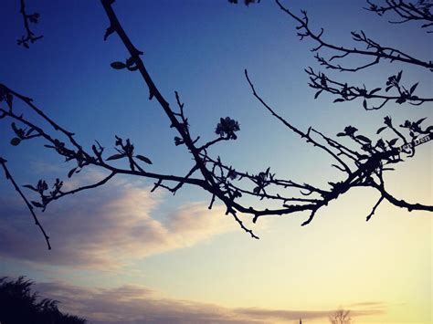 Branch Silhouette by jen-den1 on DeviantArt