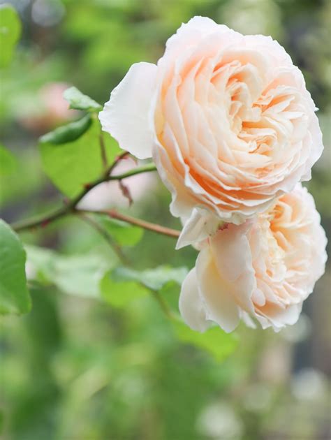 5 Best Cottage Garden Roses to Grow in Your Yard - Hydrangea Treehouse