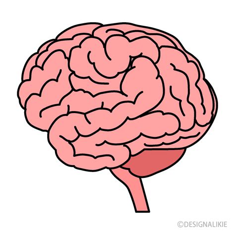 Brain Clip Art Free PNG Image｜Illustoon