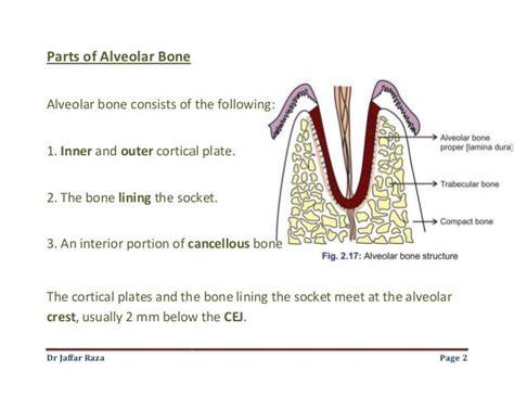 006.alveolar bone