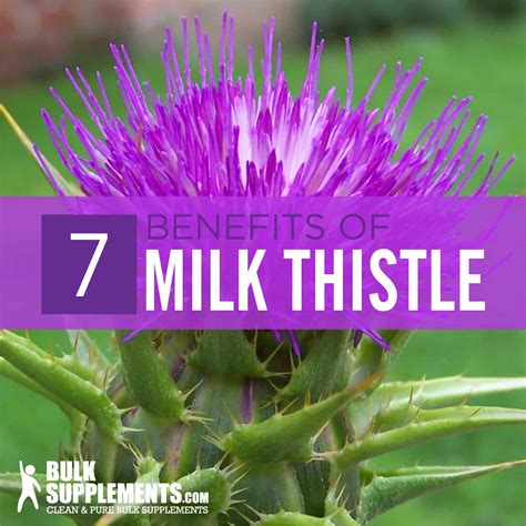 Milk Thistle: Benefits, Dosage & Side Effects