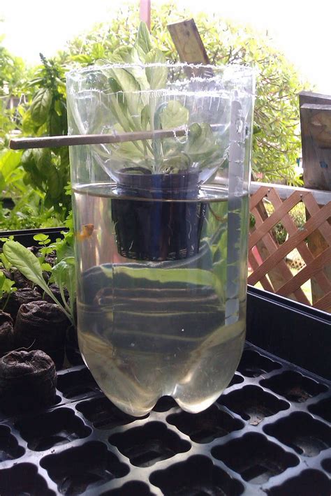 Recycled Aquaponic System: 2 Liter-Bottle Recycled Aquaponic System ...