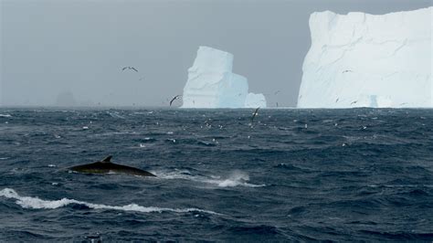 Fin Whales Are Making a Comeback in Antarctic Waters, a Study Finds - The New York Times