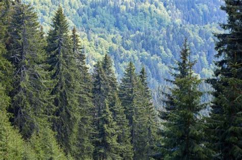 Coniferous Forests: Location, Climate, Temperature, Precipitation ...