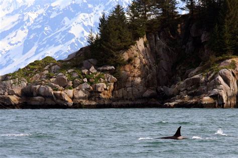 Kenai Fjords National Park Tour Cruise | Kenai Fjords Tours