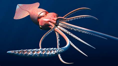 Colossal Squid Revealed | Popular Science