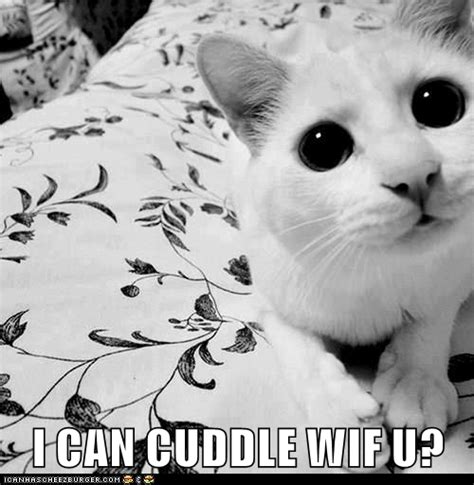 I CAN CUDDLE WIF U? | Funny cute memes, Crazy cats, Bad cats