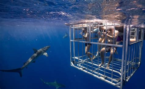 Shark Cage Dive Oahu, North Shore - 2 Hours