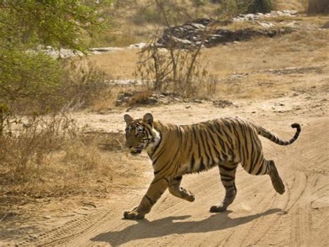 Bengal Tiger Hunting, Ranthambhore Np, Rajasthan, India Photographic ...