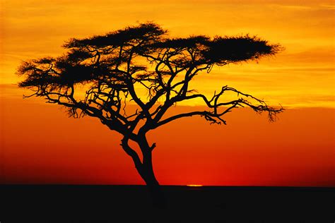 African Safari Sunset Wallpaper