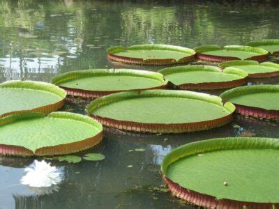 Guyana S National Flower Name | Best Flower Site