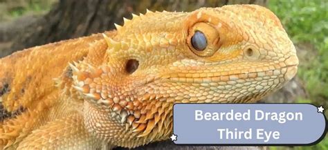 Bearded Dragon Third Eye | Things You Need to Know - Zuguide