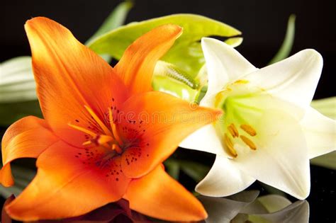 Orange and White Lilies stock image. Image of easter - 11838933